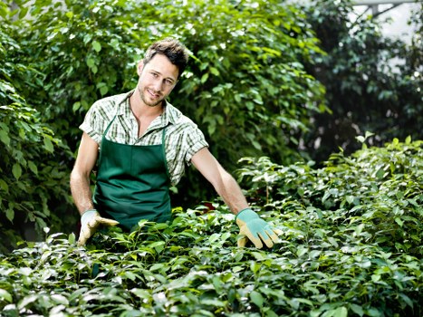 Expert hedge cutting to shape and control growth in Upminster Bridge