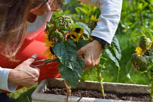 Professional gardeners Upminster Bridge pruning plants and shaping shrubs